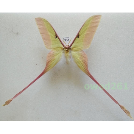 Actias dubernardi (Oberthür, 1897) male ex. ovo China 72mm35a